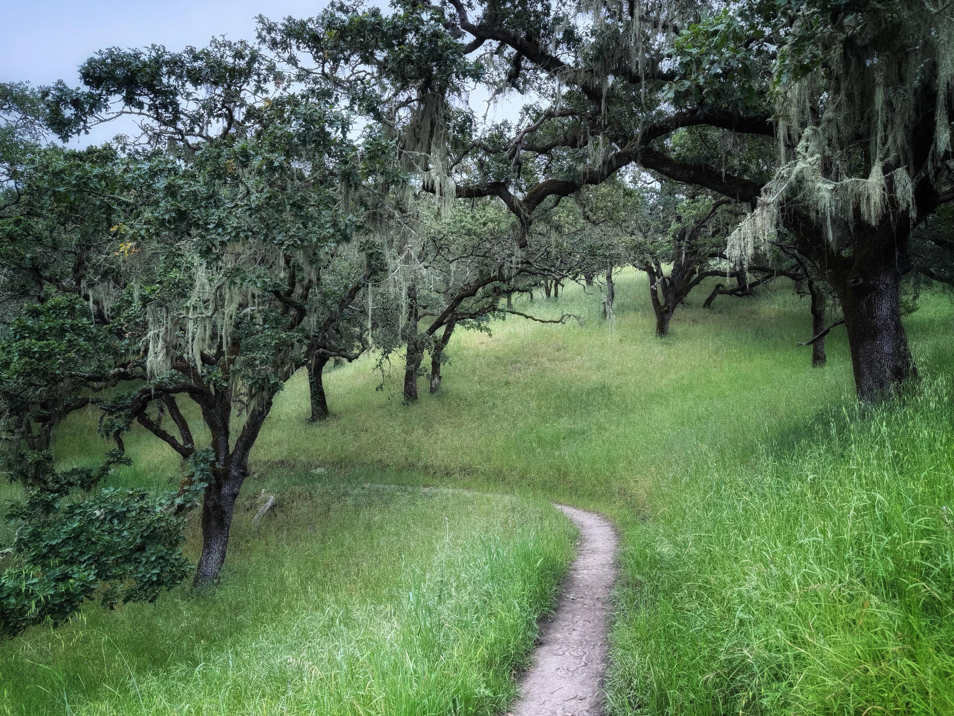 a narrow path leads forward and then swings to the left amid oaks on a hillside, whose trunks look especially dark against the leaves and grass on an overcast day. the trees are hung with grey-green lichen hanging down like fringe