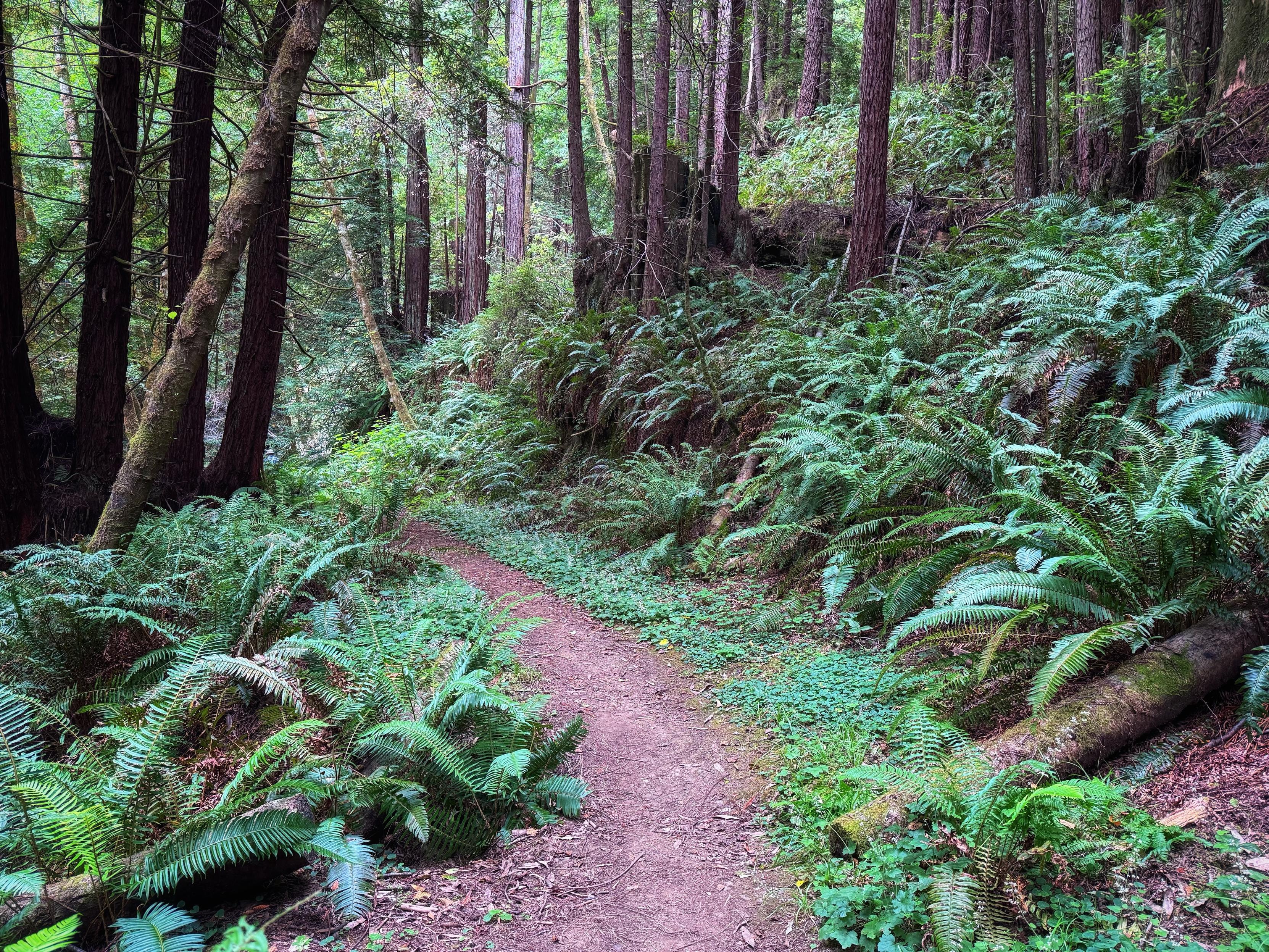 a path leads to the left in a dim redwood and bay forest, with lustrous ferns to either side