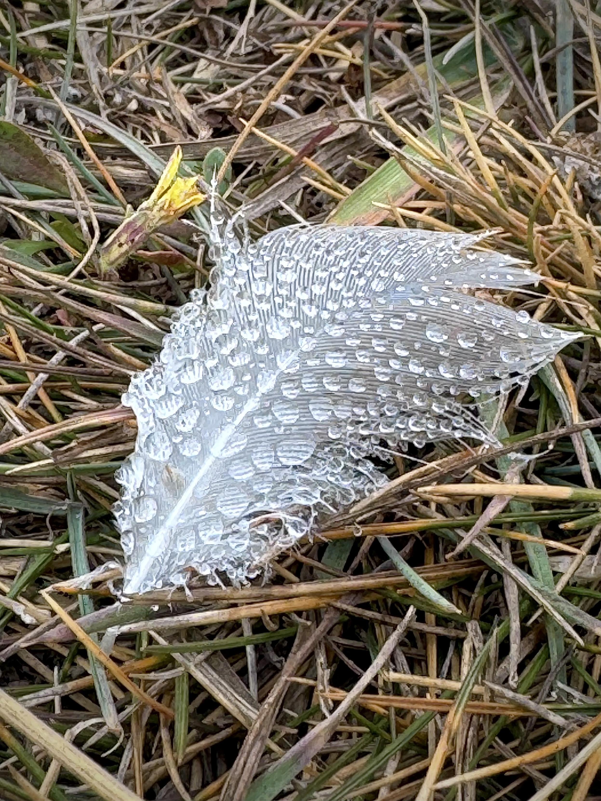 a small gull feather — white shading into grey — is in closeup on the grass, covered in dew